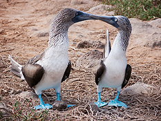 blue footed boobies touching noses