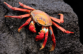 sally lightfoot crab on a rock