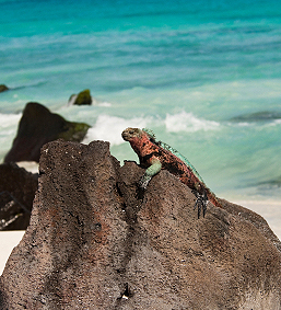 iguana on a beach, equador