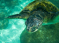 tortise swimming in the sea