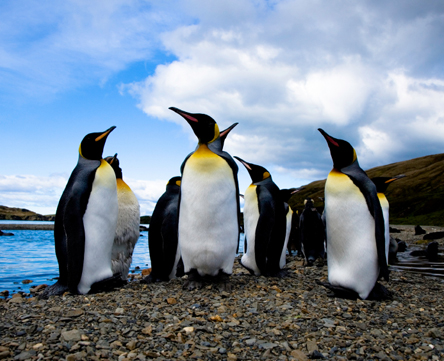King Penguins in Falkland Islands